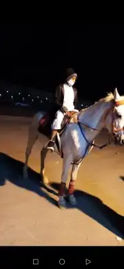 اجار جمال خيول رحول زلول راكبي بوني 7