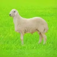 ذبايح جده - ذبائح حري - سواكني - نعيمي - ذبيحة ثلاجة 2