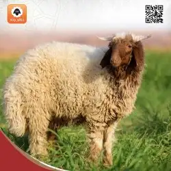 ذبايح جده - ذبائح حري - سواكني - نعيمي - ذبيحة ثلاجة 1