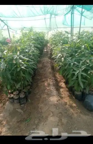 مانجوه هندي تومي 0