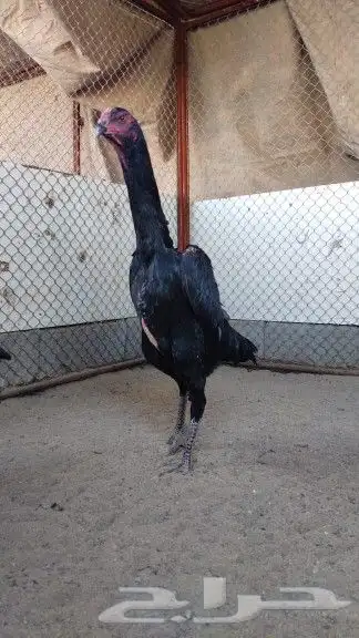 فروخ شامو ألماني 7