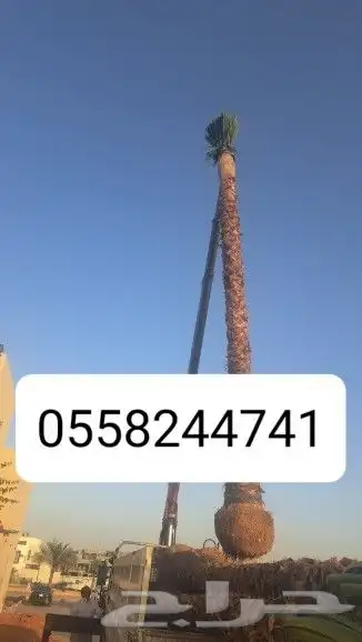 نخل واشنطونيا ونخل بلدي 2
