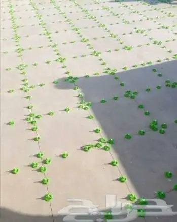 عمال تركيب بلاط 0