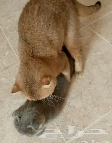 (( قط ذكر سكوتش فولد للتزاوج )) 2