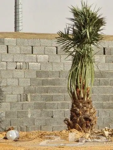 نخيل وشنطوني وعربي جميع المقاسات 6