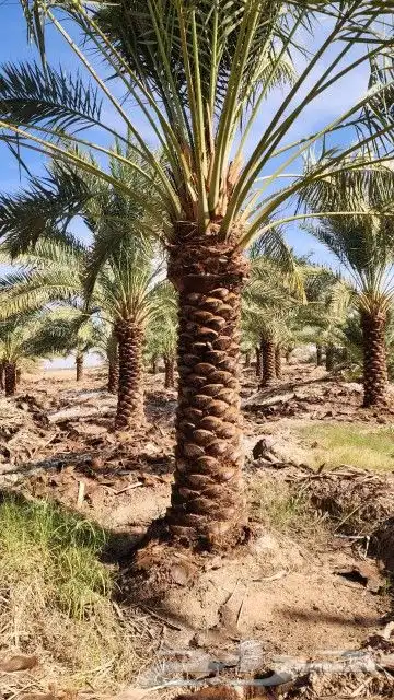 يوجد لديناء عمال متخصصون في النخيل توريد نخل بجميع أنواعه وم 0