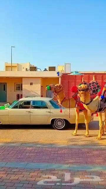 إيجار خيول وجمال 30