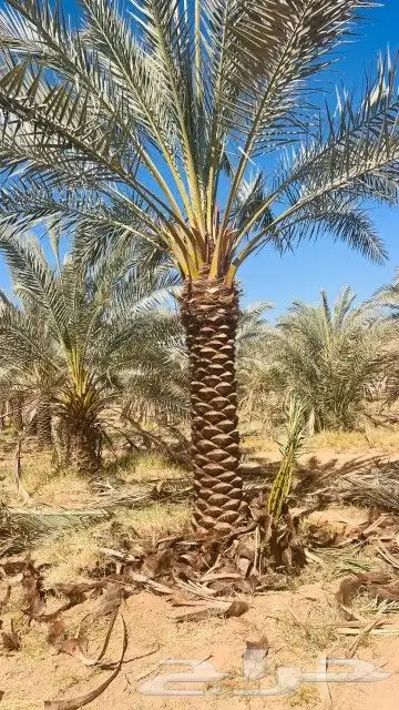 يوجد لديناء عمال متخصصون في النخيل توريد نخل بجميع أنواعه وم 5