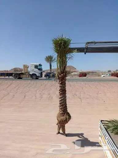 يوجد لديناء عمال متخصصون في النخيل توريد نخل بجميع أنواعه وم 2