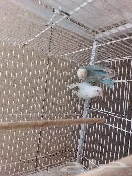 جوز روز مع فروخه 6