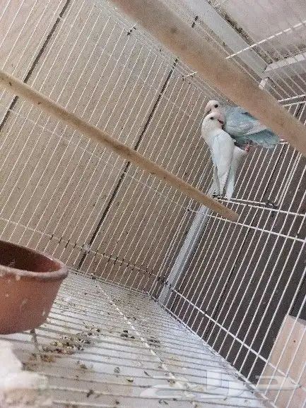 جوز روز مع فروخه 1