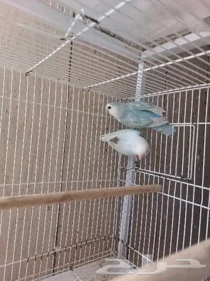 جوز روز مع فروخه 0