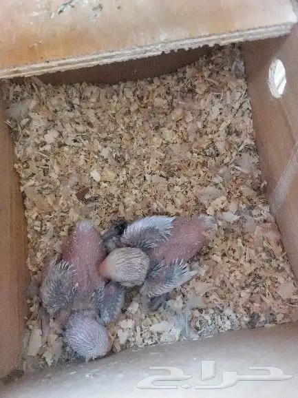 جوز روز مع فروخه 8