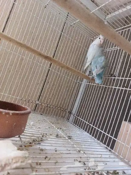 جوز روز مع فروخه 2