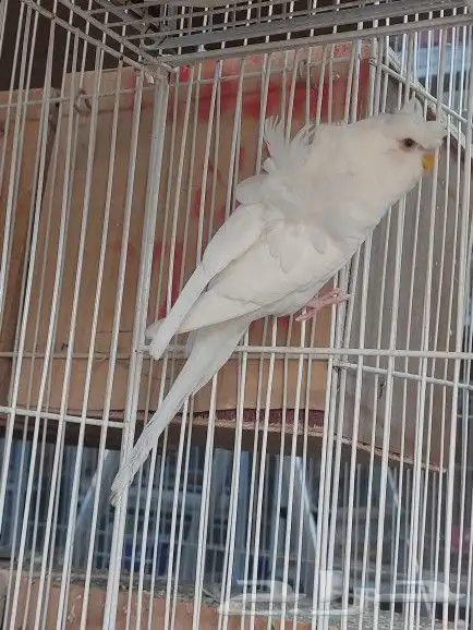 ذكور هوقو ( تم البيع ) 9