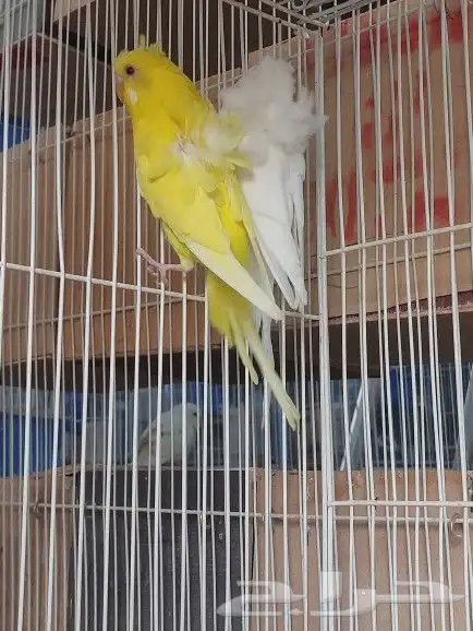 ذكور هوقو ( تم البيع ) 2