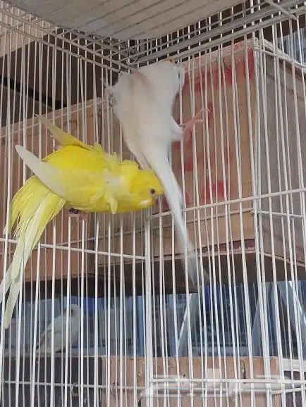 ذكور هوقو ( تم البيع ) 3