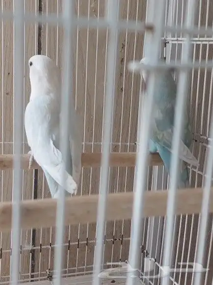 جوز روز مع فروخه 5