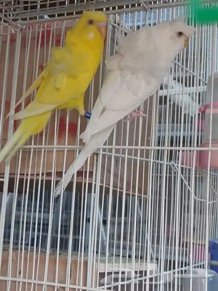 ذكور هوقو ( تم البيع ) 0