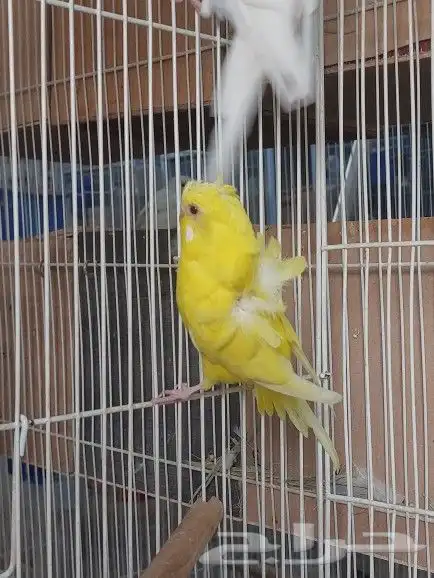 ذكور هوقو ( تم البيع ) 14