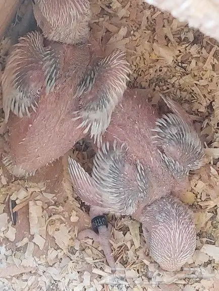 جوز روز مع فروخه 7