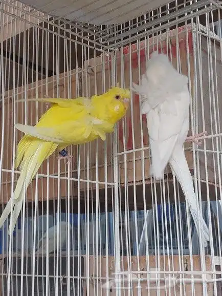 ذكور هوقو ( تم البيع ) 6