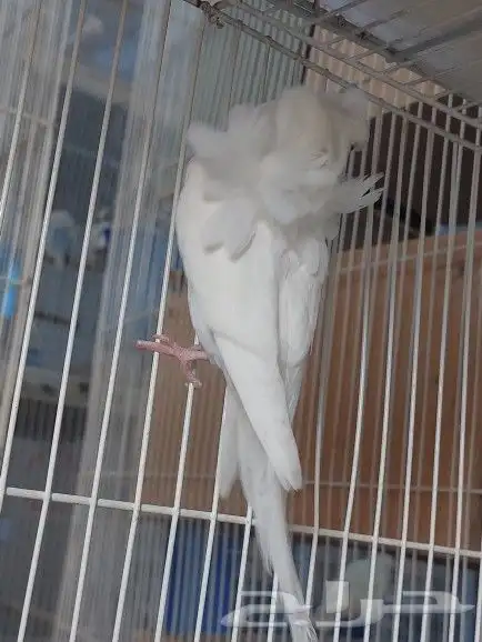 ذكور هوقو ( تم البيع ) 8