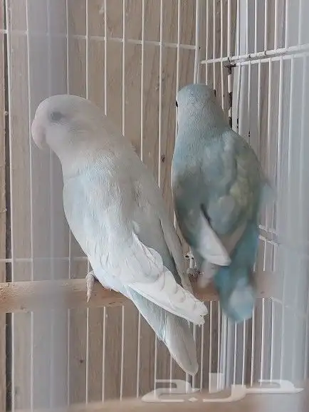 جوز روز مع فروخه 4