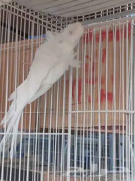 ذكور هوقو ( تم البيع ) 10