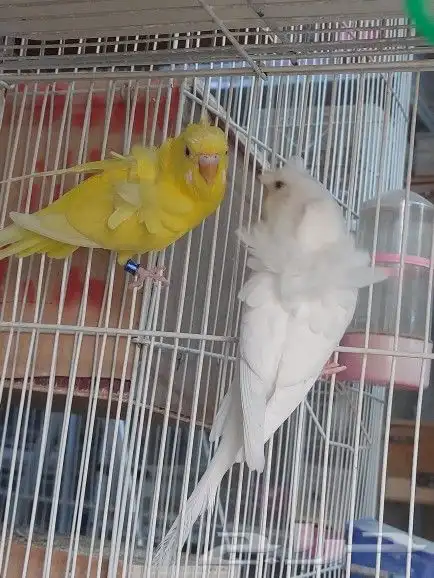 ذكور هوقو ( تم البيع ) 1