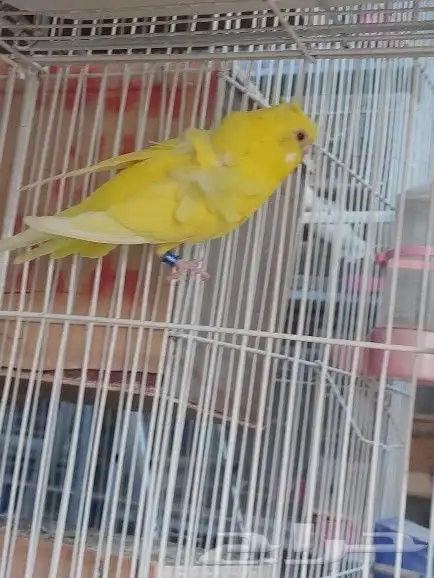 ذكور هوقو ( تم البيع ) 13