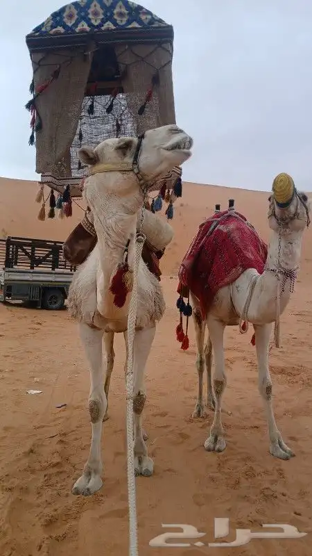 اجار جمال خيول رحول زلول راكبي بوني 9
