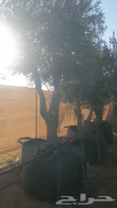 زيتون نيبالي معمر 7