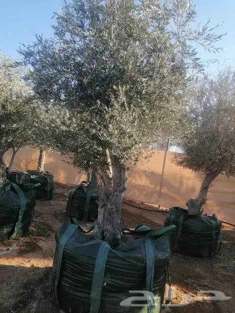 زيتون نيبالي معمر 0