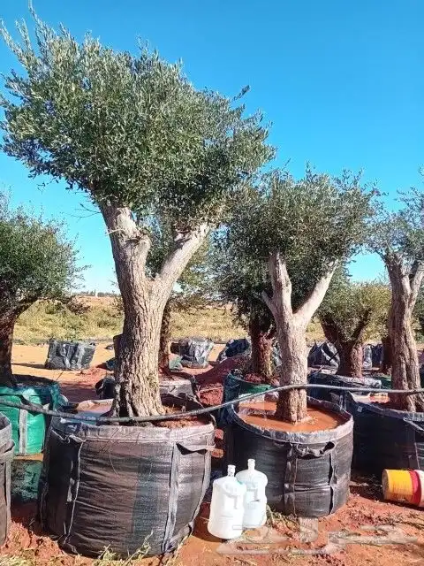 مقاول توريدنخيل وأشجار زيتون وتركيب الشبوك 0
