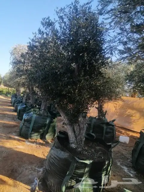 زيتون نيبالي معمر 5