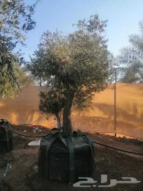 زيتون نيبالي معمر 4