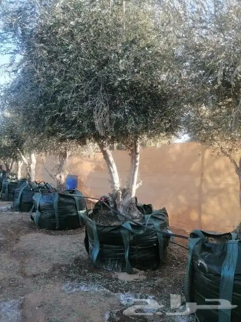 زيتون نيبالي معمر 8