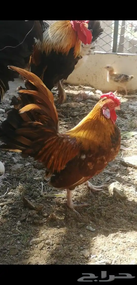 ديك روز كامب 3