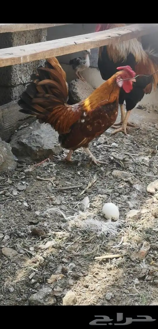 ديك روز كامب 1