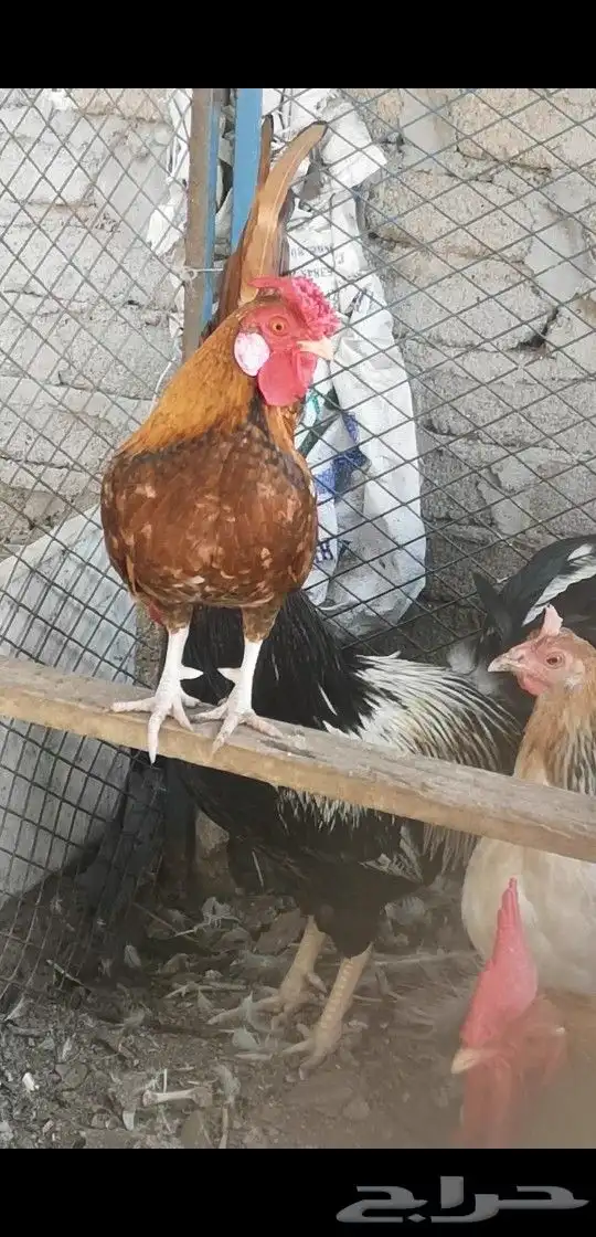 ديك روز كامب 4