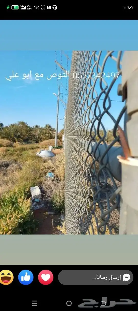 يوجد لديناء عمال متخصصون في النخيل توريد نخل بجميع أنواعه وم 7