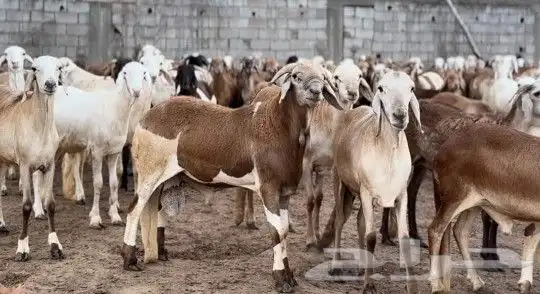 اغنام رفيدي واثيوبي وصومالي بربري 24