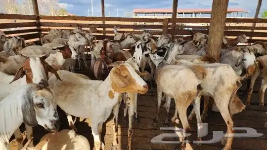 اغنام رفيدي واثيوبي وصومالي بربري 0