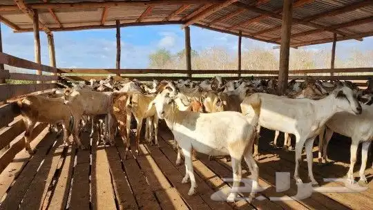 اغنام رفيدي واثيوبي وصومالي بربري 2