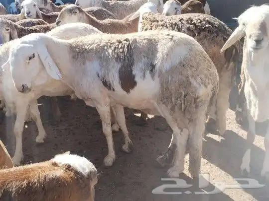 اغنام رفيدي واثيوبي وصومالي بربري 17
