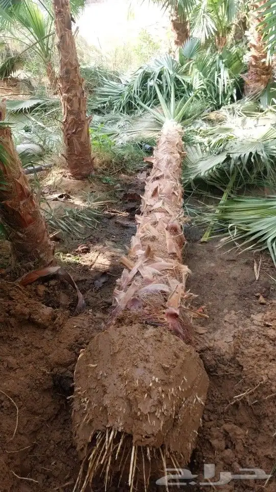 نخل واشنطني زينه _ نخل عربي ثمره 2