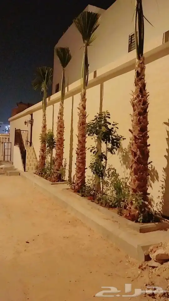 نخل واشنطني زينه _ نخل عربي ثمره 3