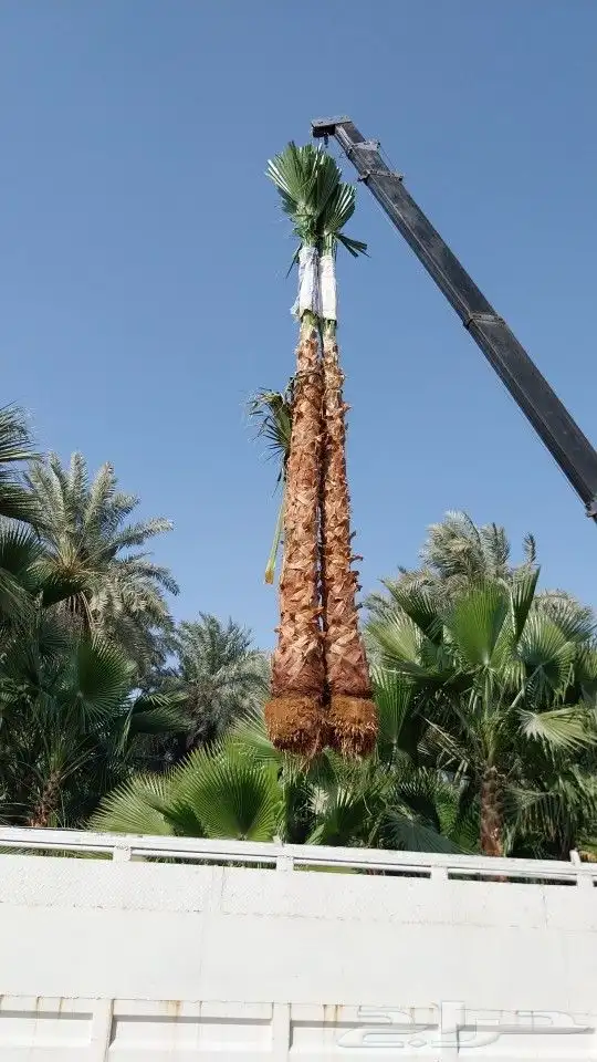 نخل واشنطني زينه _ نخل عربي ثمره 1