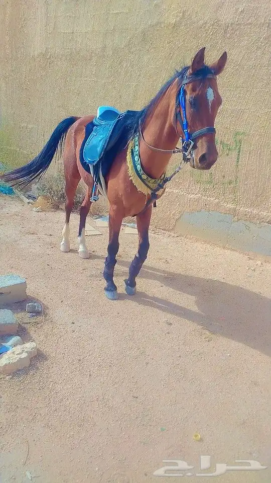 اجار خيول جمال دبابات جميع 4